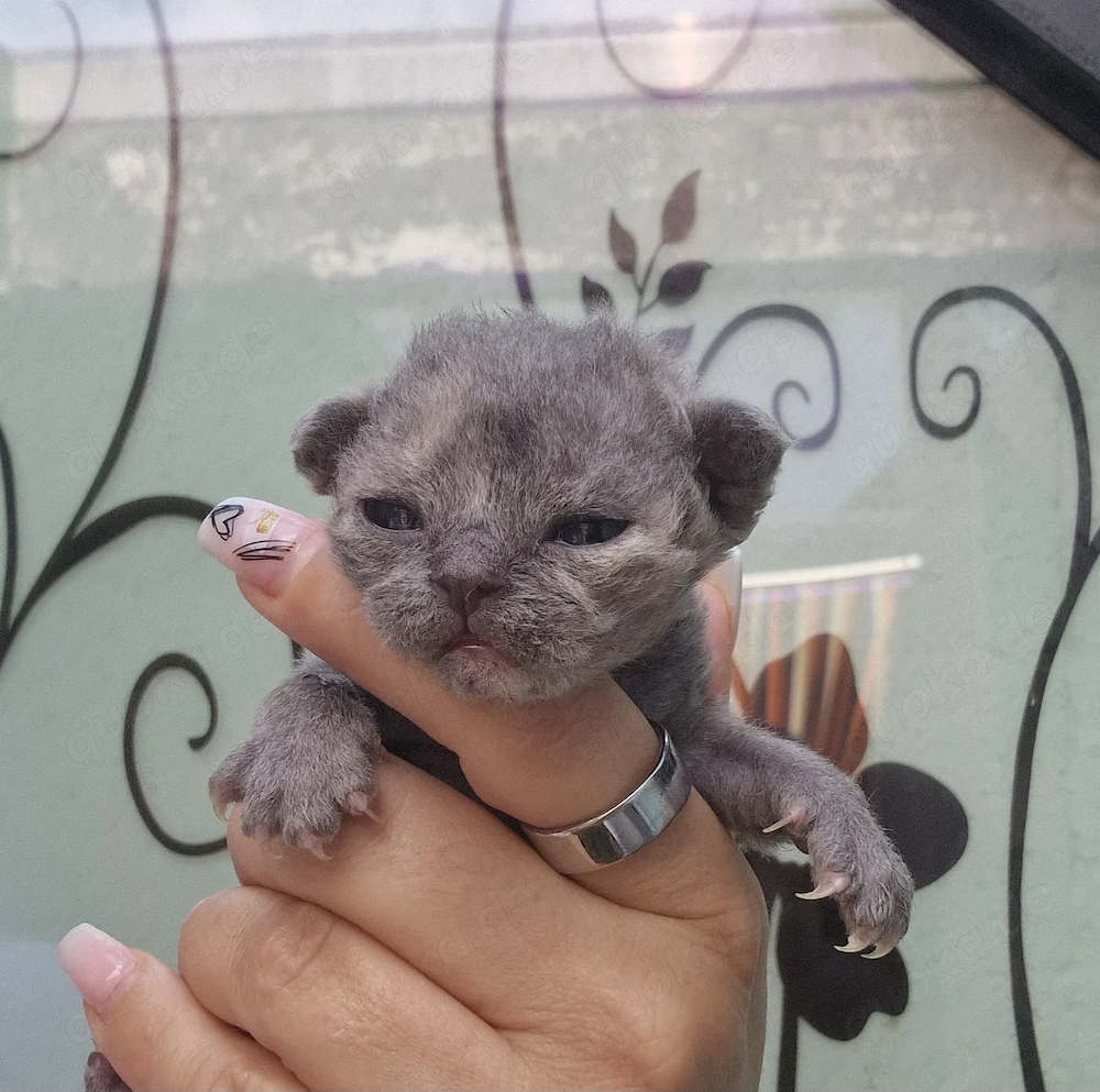 Hübsche Devon Rex Kitten können im Alter von 12 Wochen umziehen 