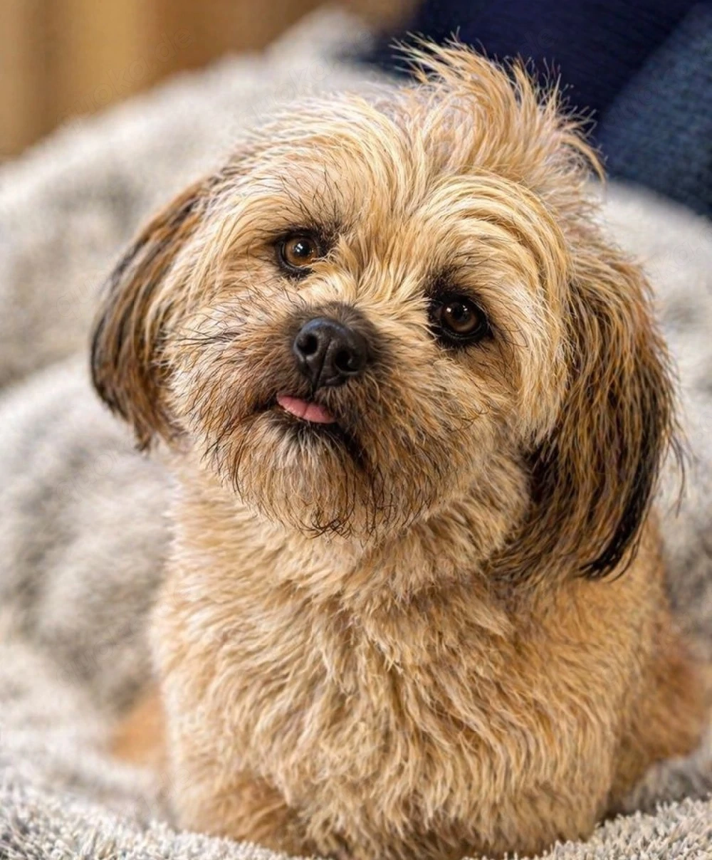 Daisy - Shih Tzu Lady sucht Zuhause!