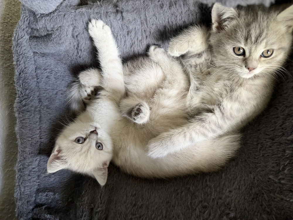 Bkh & ekh kitten baby