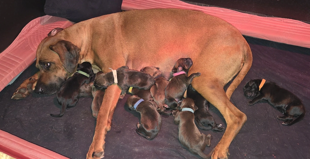Rhodesian Ridgeback   Weimaraner (blau) Mischlings Welpen