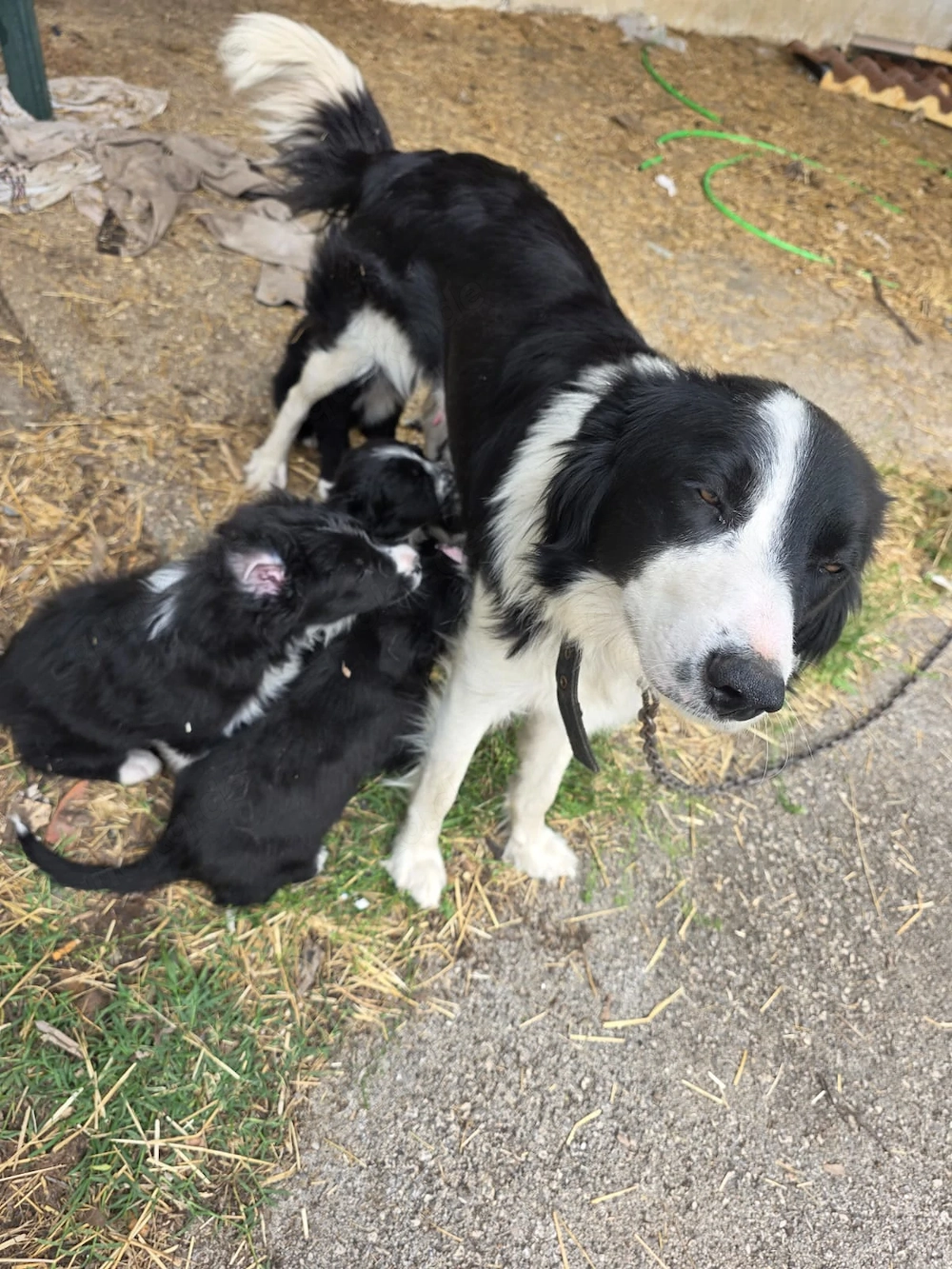Border Collie Hündin 1j 15kg TRAUMHUND ausreisebereit nach Adoption 