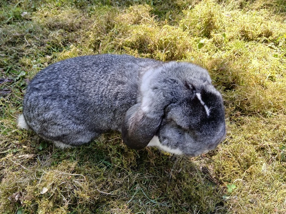 Zwergwidder chin weis