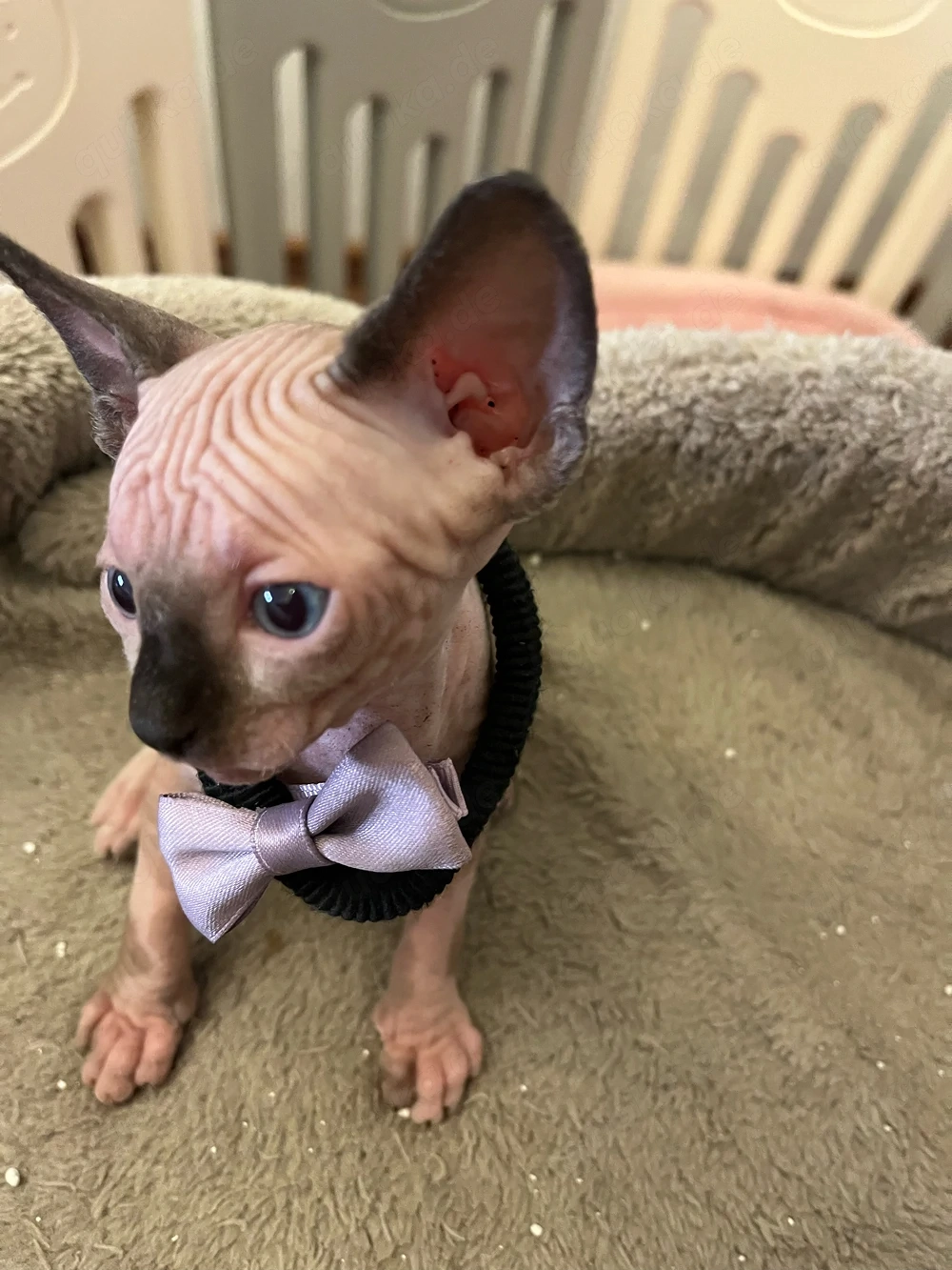 Canadian Sphynx Baby-Bub mit Tasthaare!