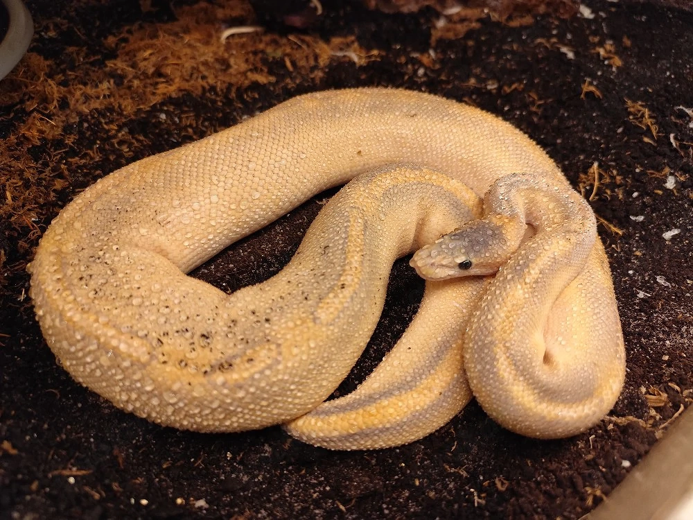 Königspython, Python regius 1.0 "Puma pos. het. Phantom" DNZ 22