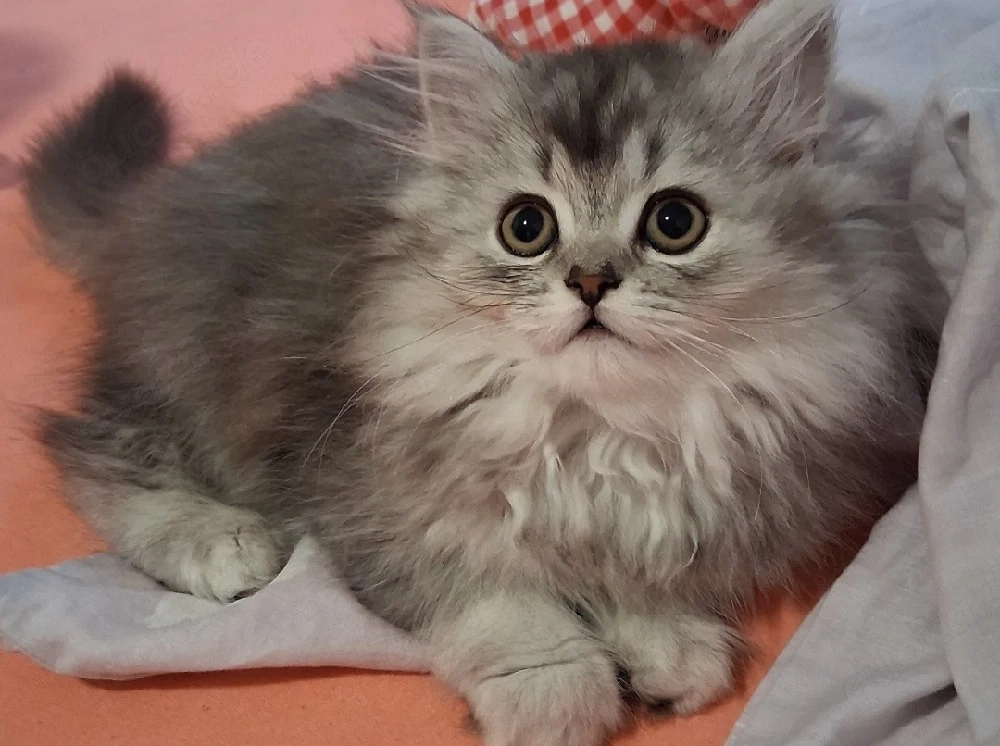 Kitten BKH BLH Babykatzen 