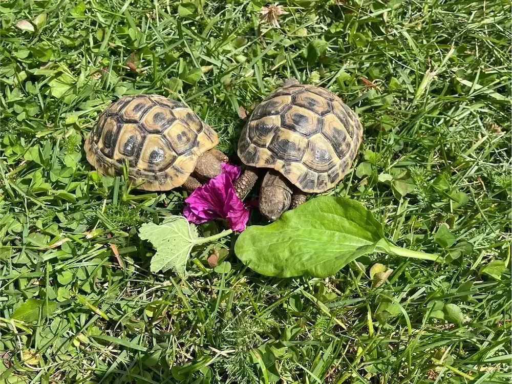 2 griechische THB Landschildkröten NZ 2024
