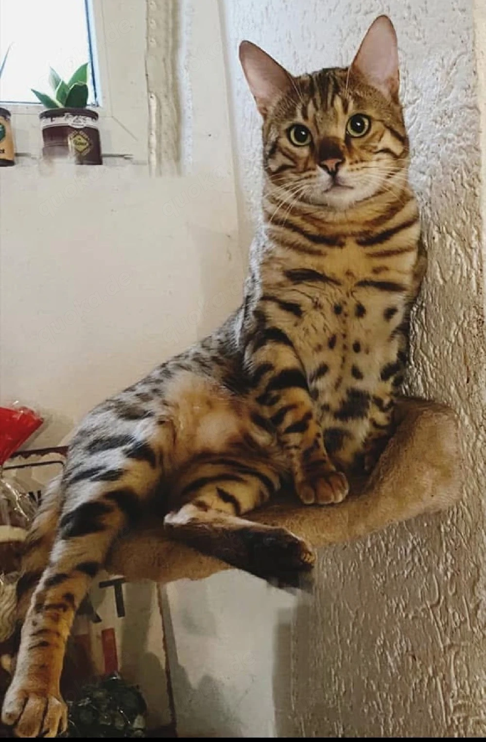 Bengal Kater