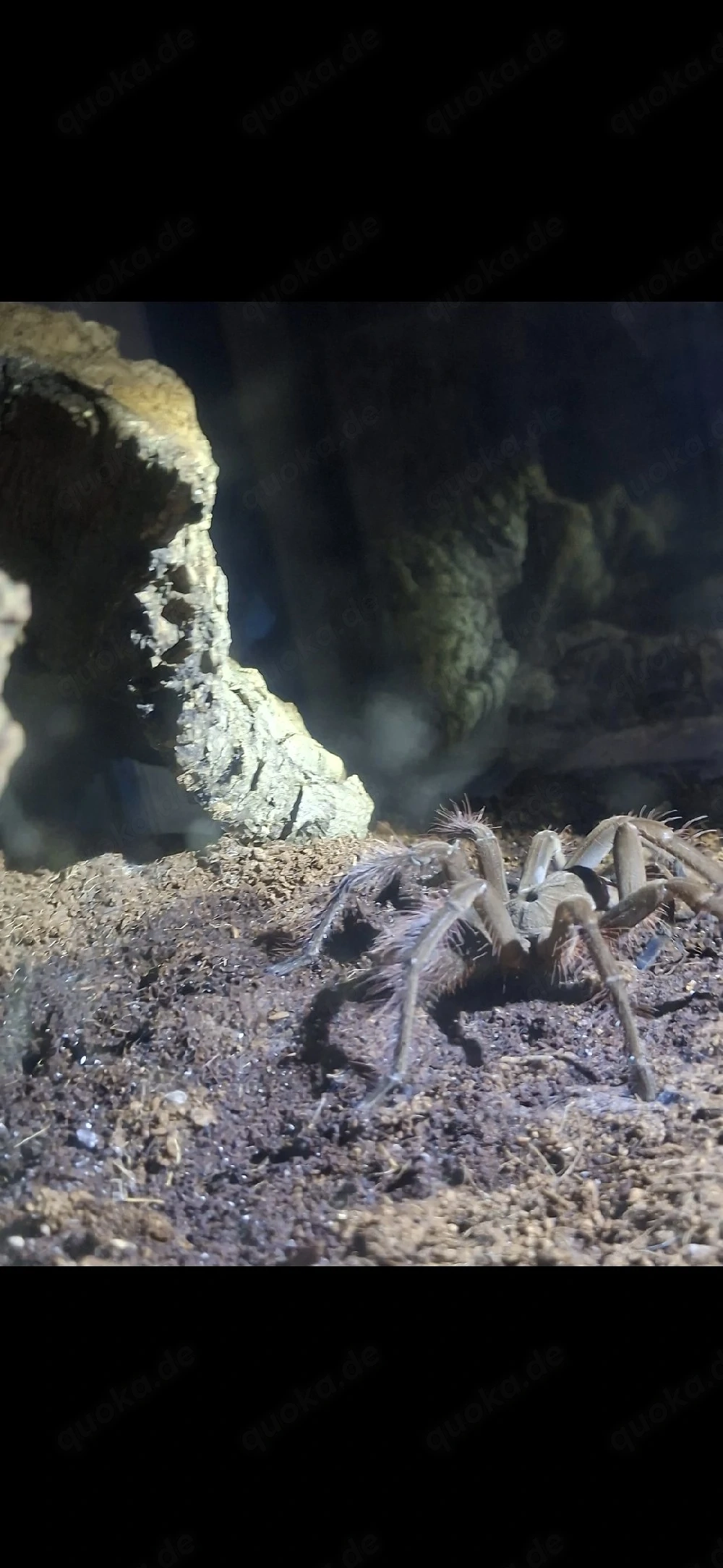 Theraphosa Stirmi mit Terrarium 