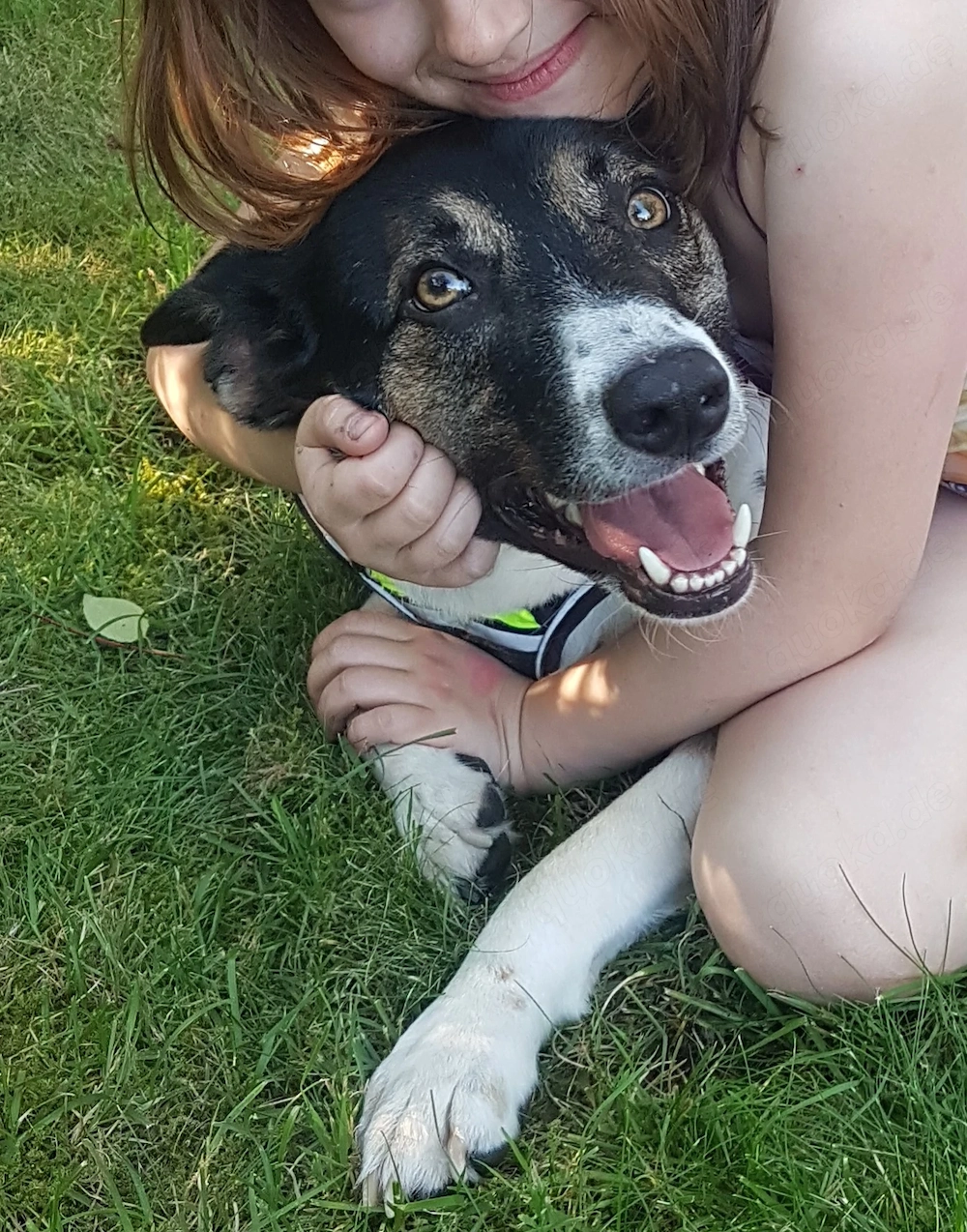 Yoshi sucht Haus mit Garten mit hundeerfahrenen Menschen