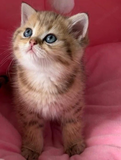 bkh britisch kurzhaar baby kater 