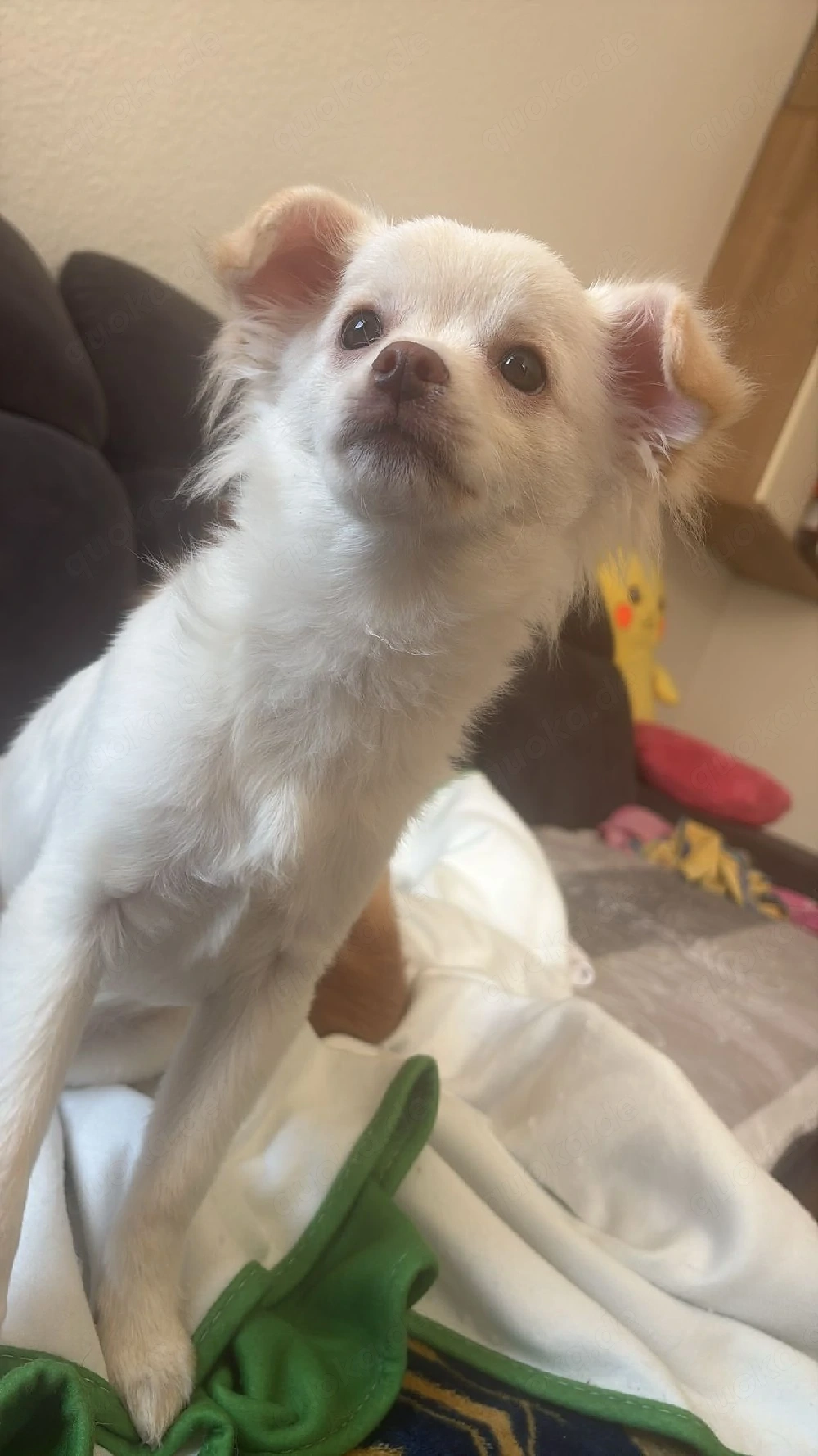 Chihuahua Welpen Rüden 