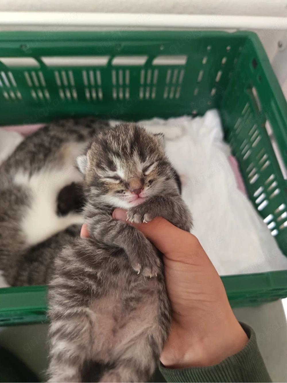 Babykatzen