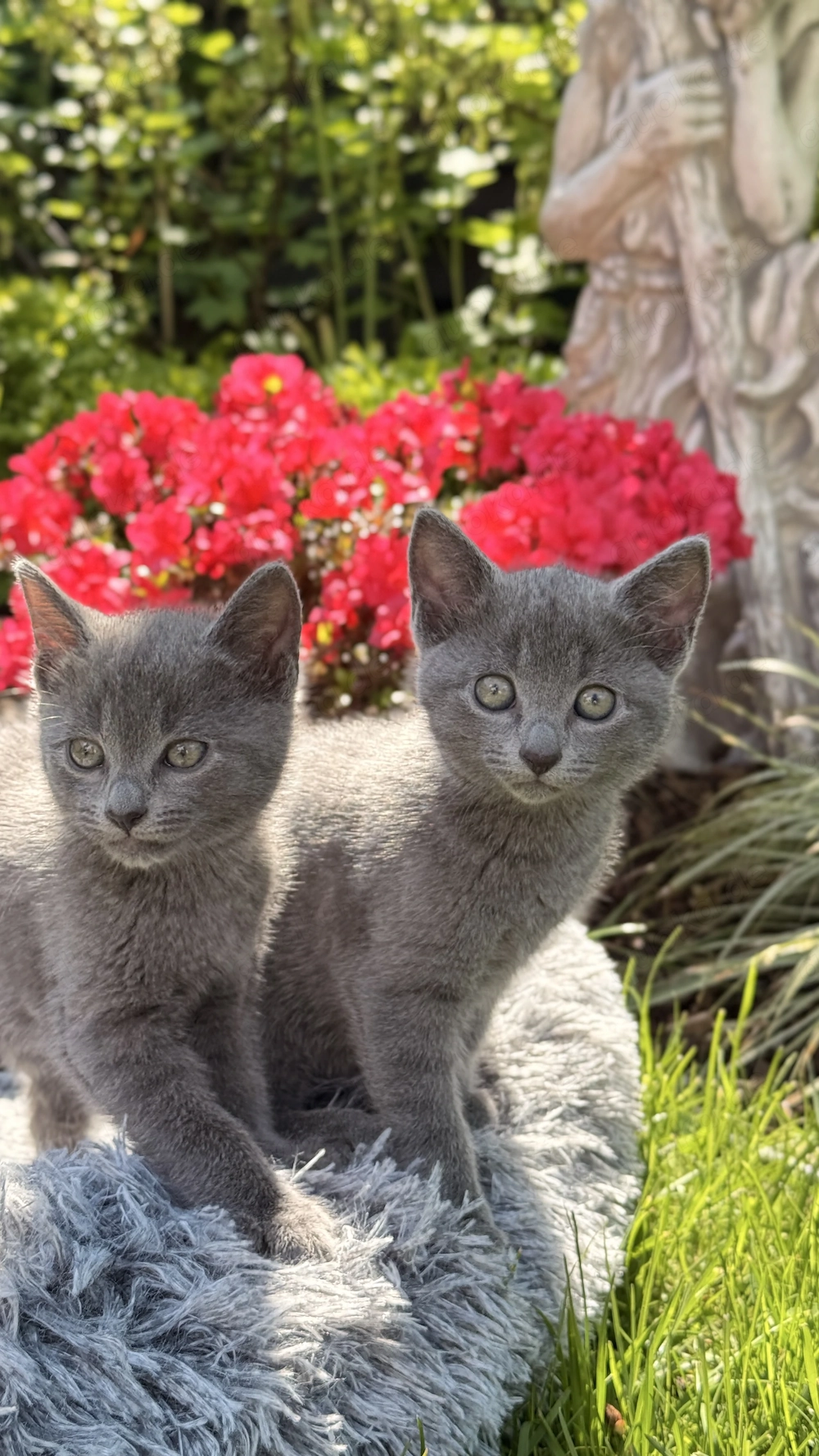 Russisch Blau Kitten mit Stammbaum