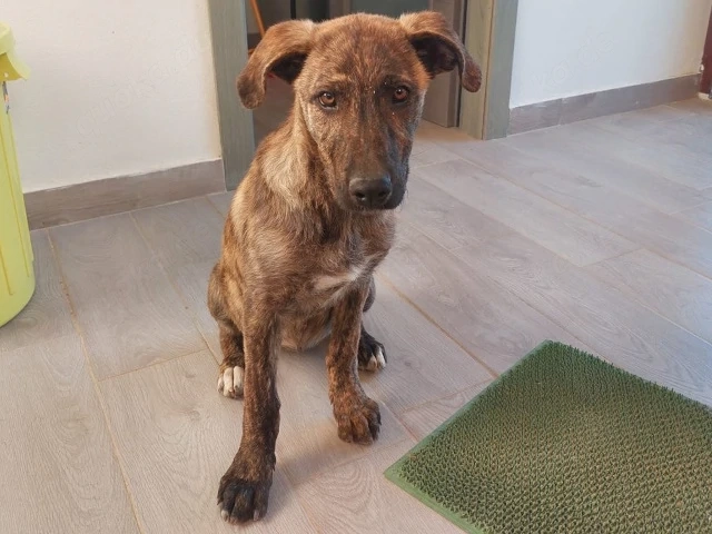 Chiara sucht ihr Zuhause (noch auf Sardinien)
