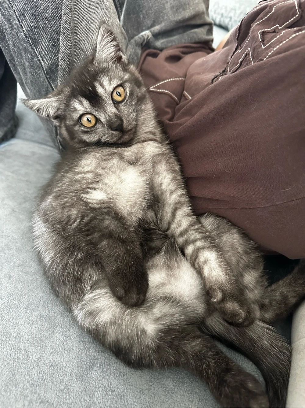 Zuckersüßes Katzenbaby sucht ein liebevolles Zuhause!