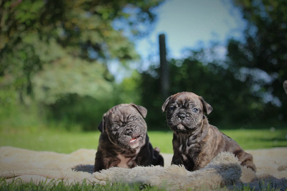 französische bulldoggen welpen 