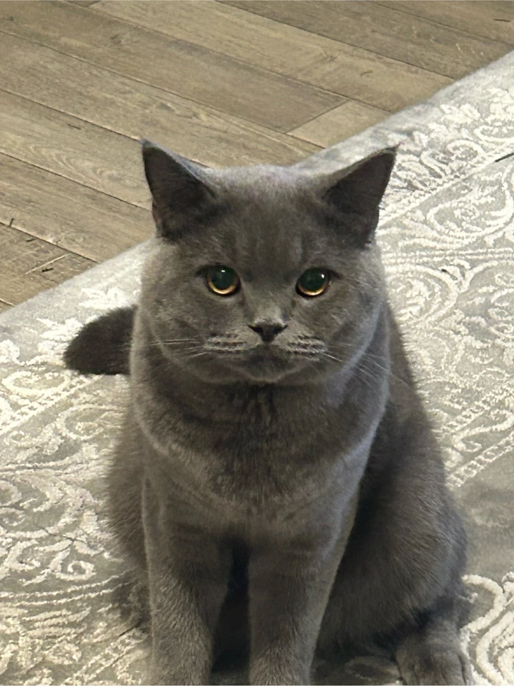 BKH Deckkater