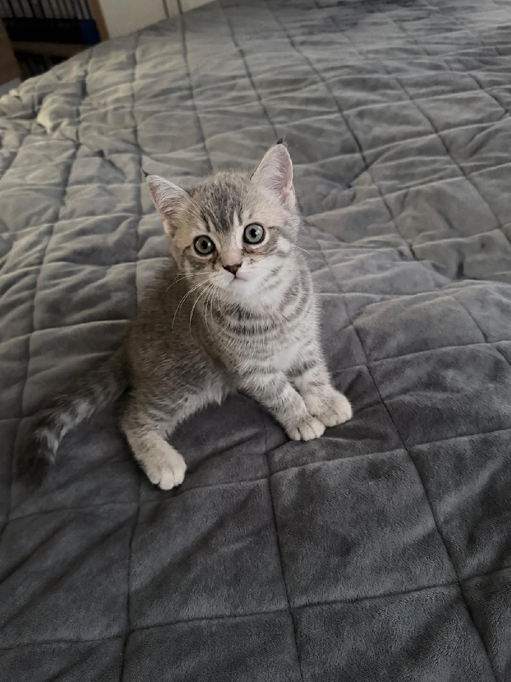 2 Süße Kitten Britisch Kurzhaar  Mischling  ab Sofort Abholung 