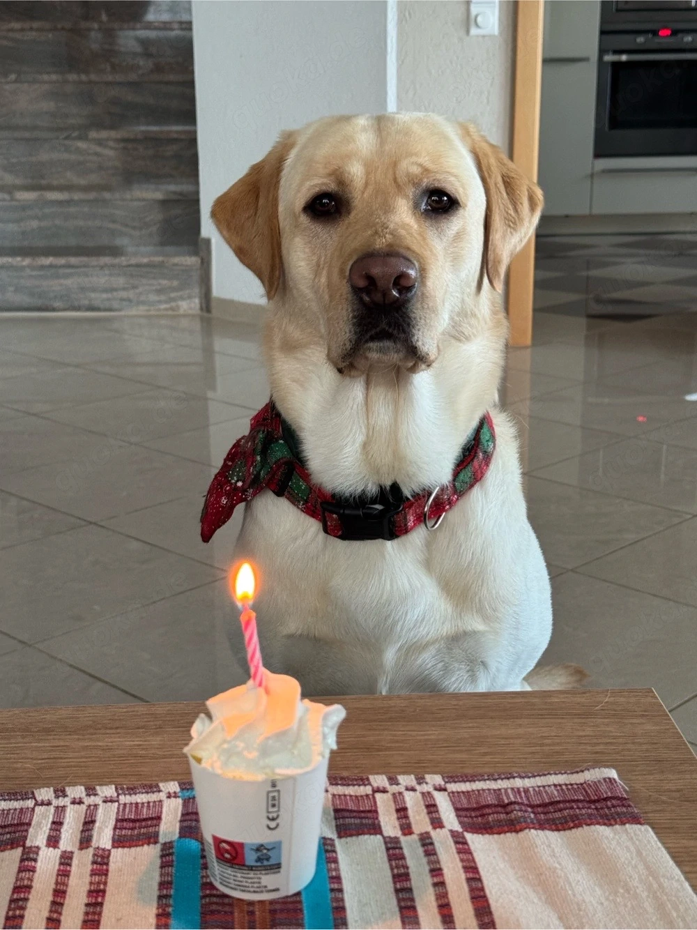 Labrador Rüde sucht neues Zuhause