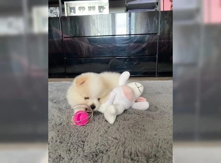 Reinrassiger Pomeranian Zwergspitz mit Ahnentafel  