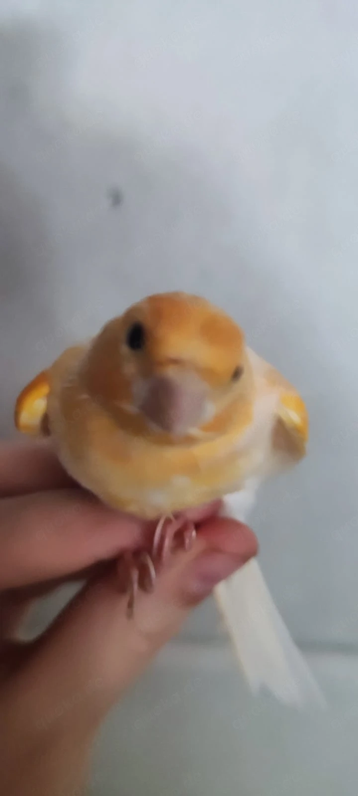 4 Kanarienvögel dringend abzugeben
