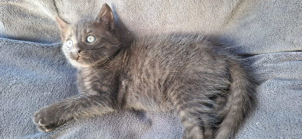 Schwarz getigertes Katzenbaby