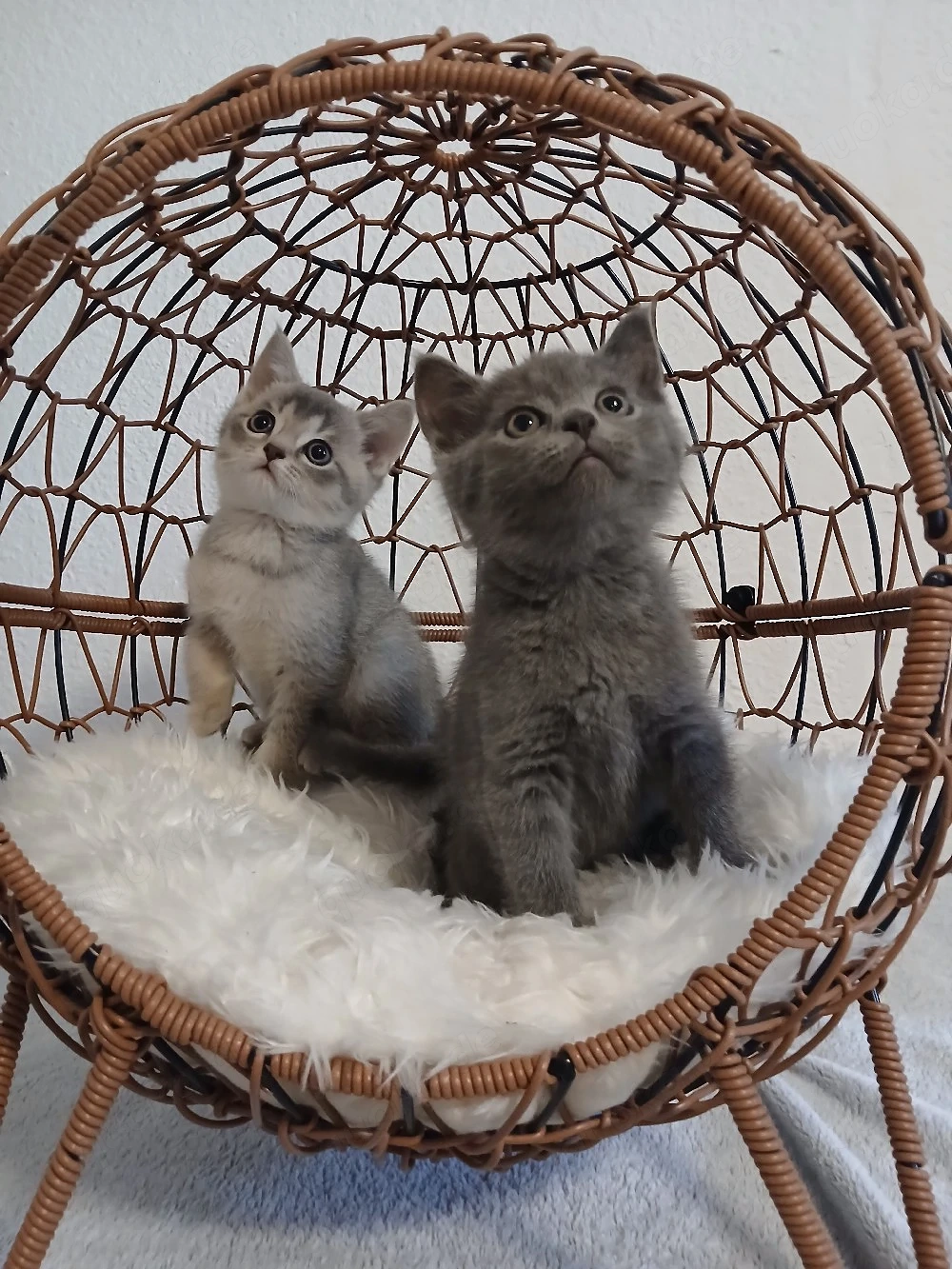 3 BKH Kitten (männlich)