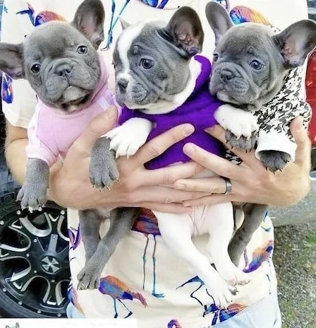 Französische Bulldoggen Welpen 