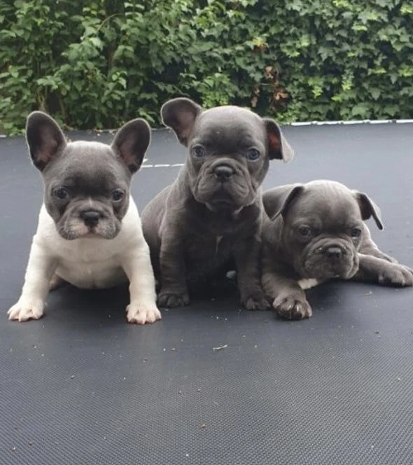 Französische Bulldoggen Welpen 