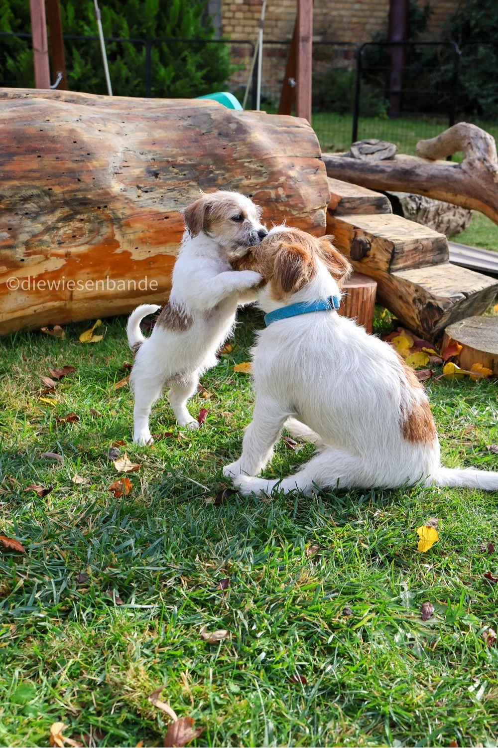 Jack Russell Terrier Rauhhaar broken coat Welpen