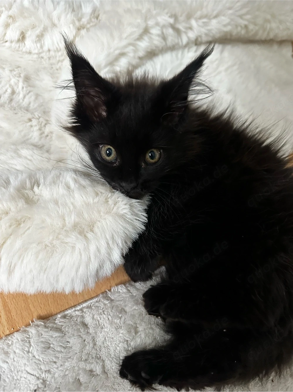 maine coon baby katze 