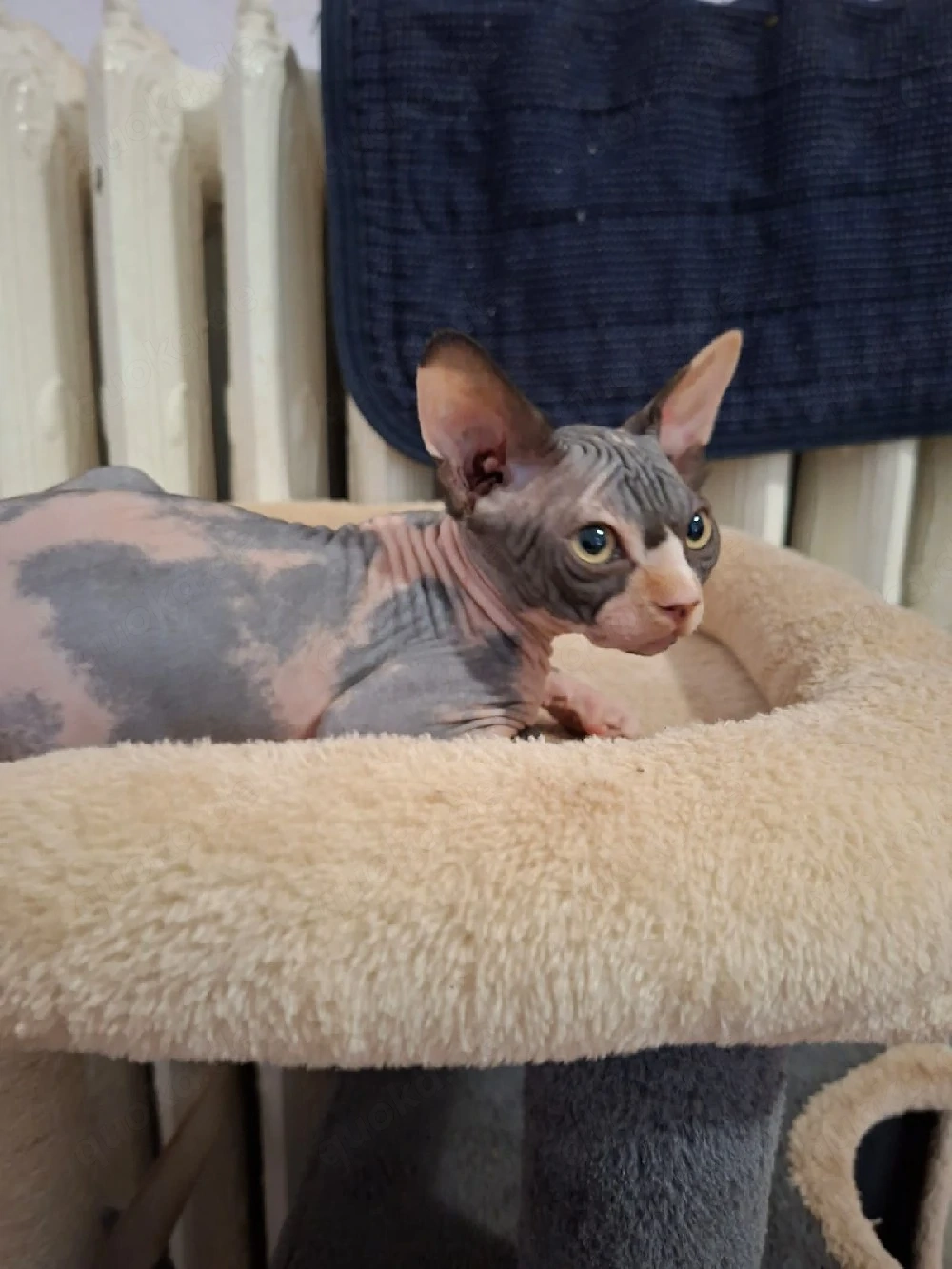 Sphynx Kitten 