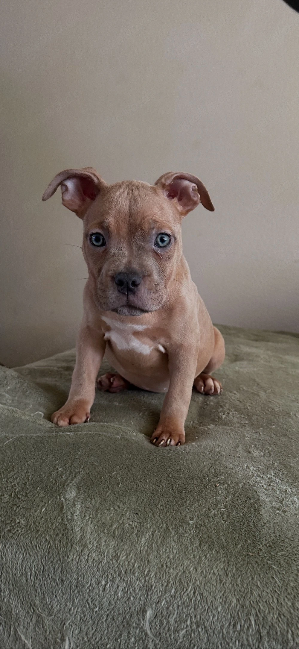 American Pocket Bully Merle Hündin 11 wochen alt 