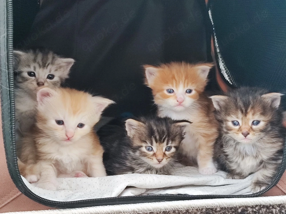 Reinrassige Maine Coon Kitten Tabby dreifarbig mit XXL-Genen Kater und Kätzin