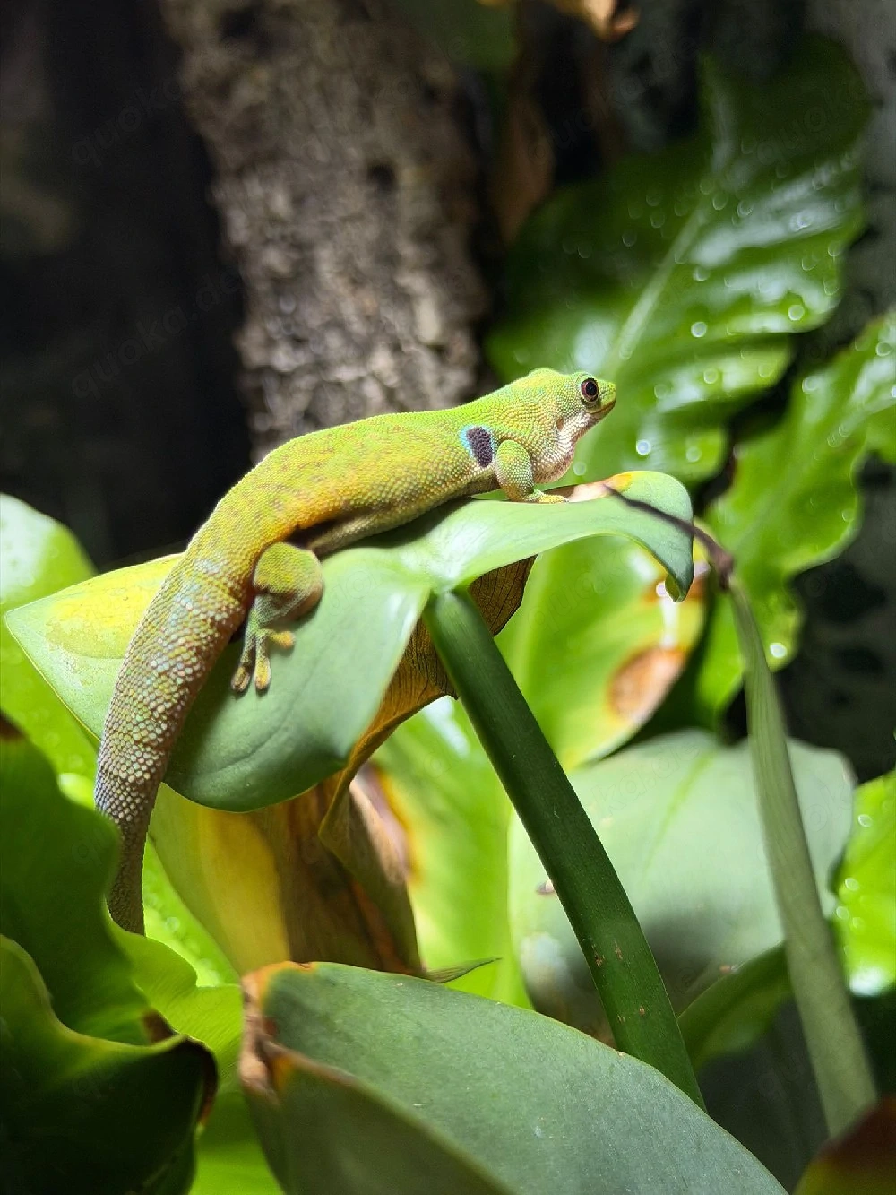 Pfaunaugentaggecko - Phelsuma quadriocellata