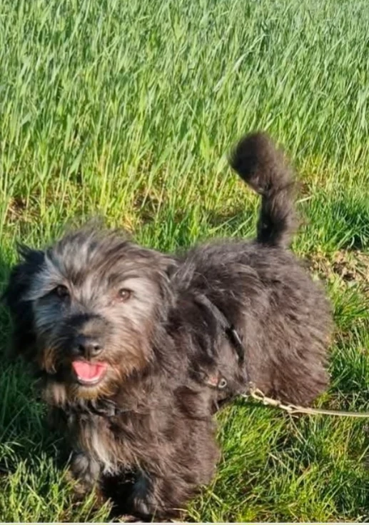 Elsa, 4 Monate, katzenverträglich, hundeverträglich