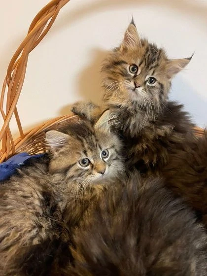 Exklusive Maine Coon Kitten   großrahmig,