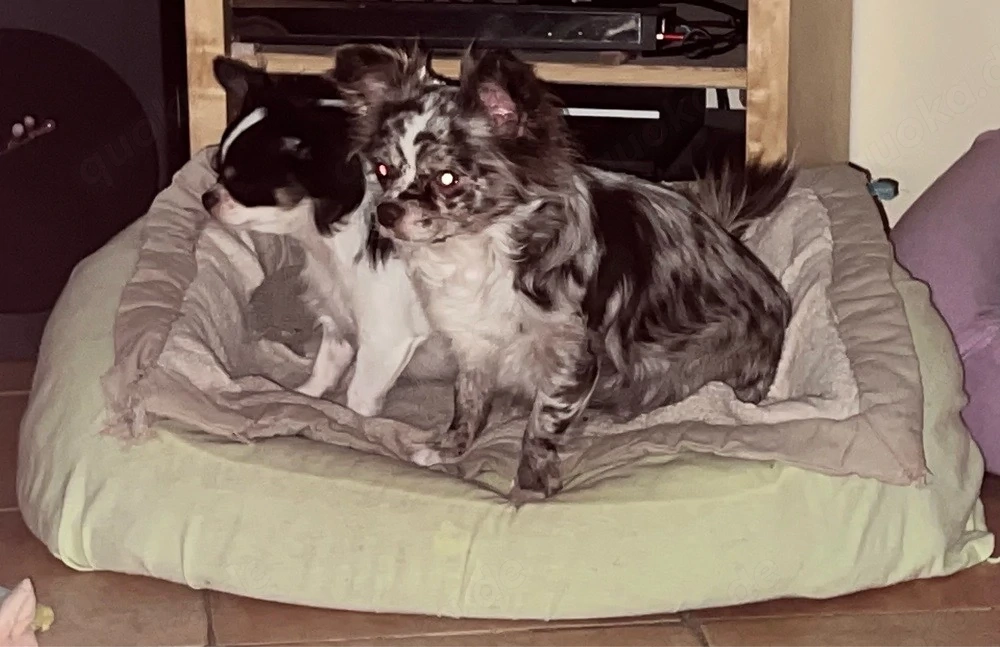 Chihuahua Pärchen nur zusammen mit Zubehör