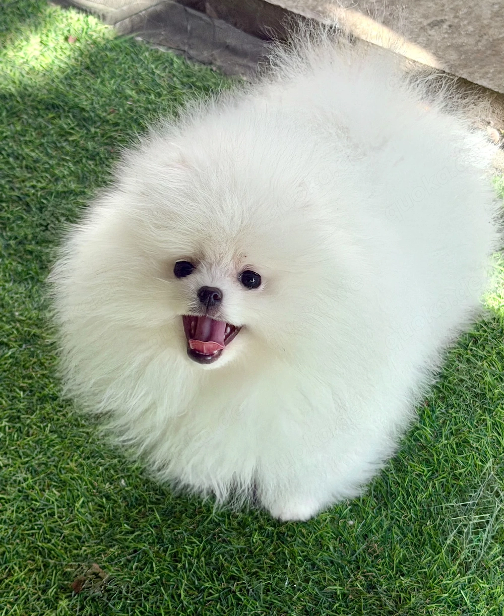Wunderschöne Pomeranian Mädchen sucht liebevolles Zuhause