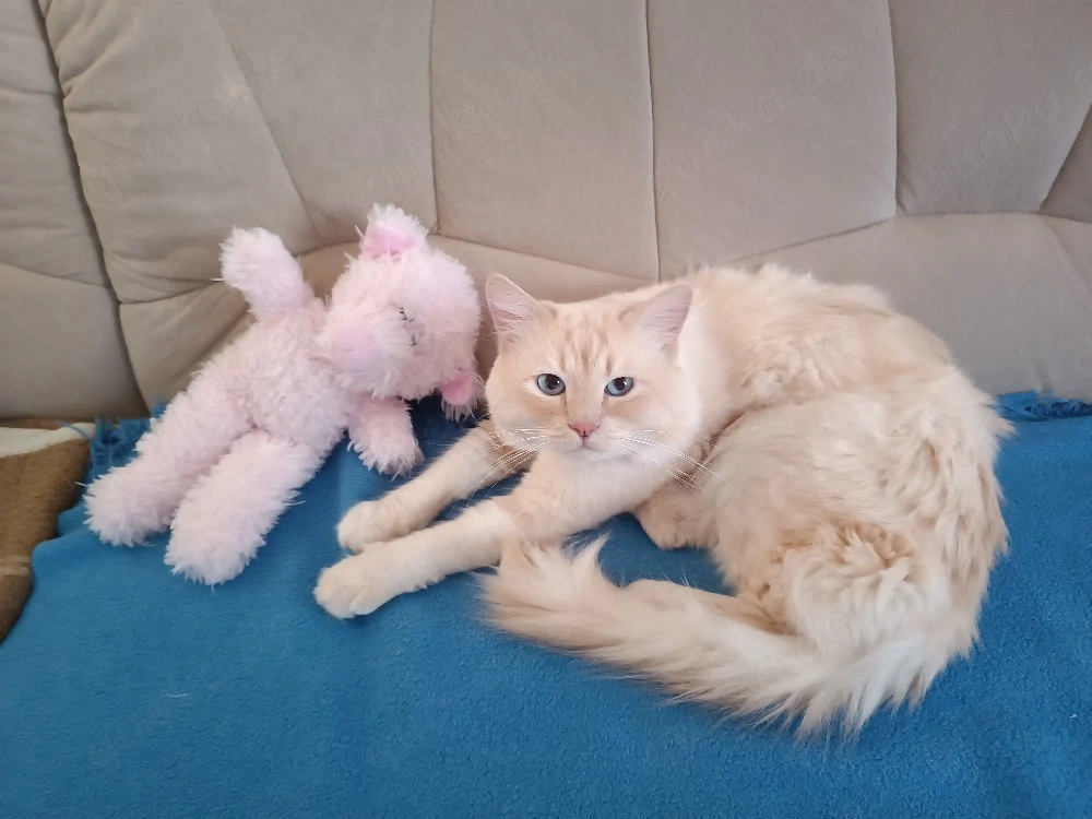 Deckkater 