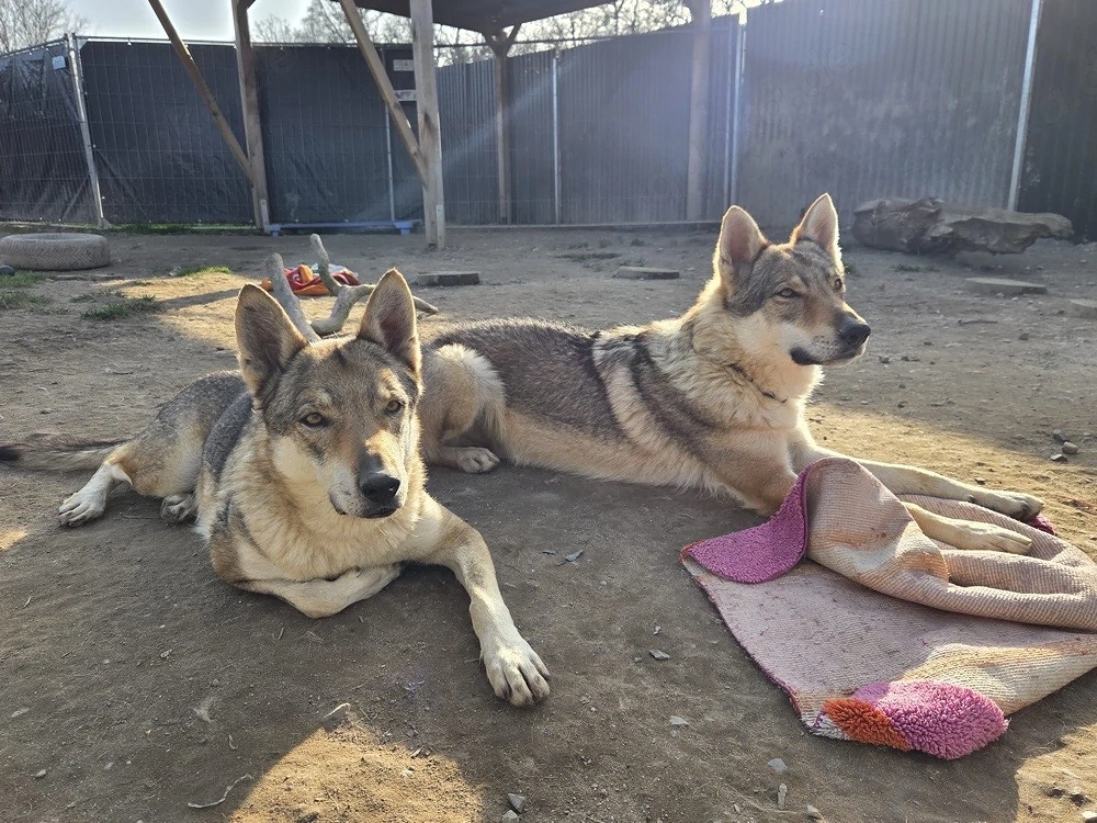 Mama und Sohn( ( TWH)  suchen ein artgerechtes Zuhause