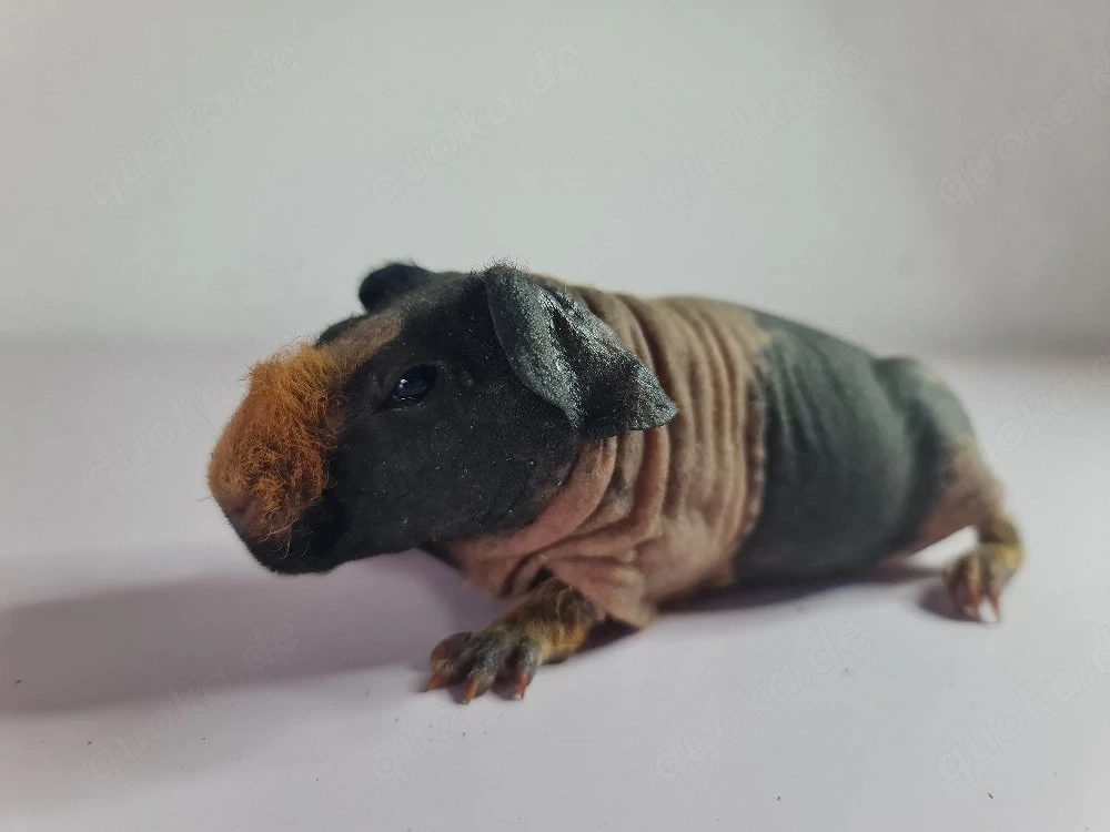 Skinny Pig