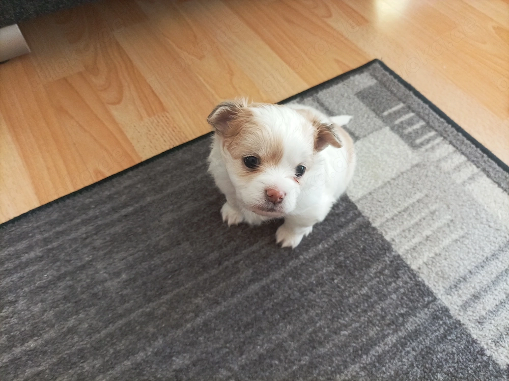 Süßer Chihuahua-Pomchi Welpe Rüde sucht ein neues liebevolles Zuhause 