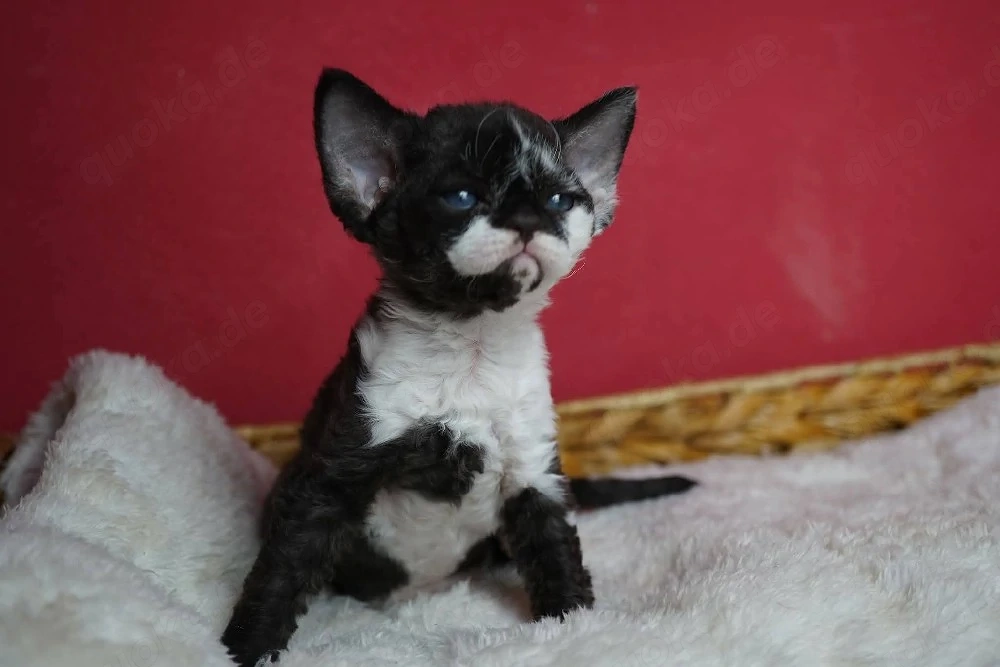 sehr liebes Mädchen1,5 Jahre alt, Devon Rex 