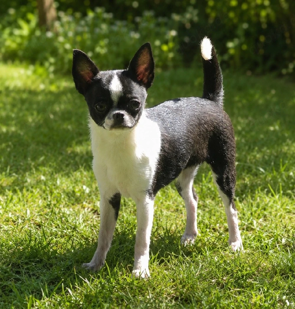 Zarte KH Chihuahua Junghündin mit Ahnentafel 
