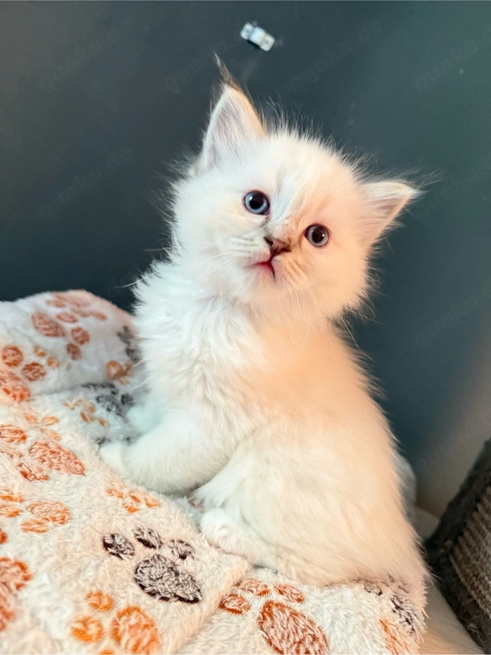 heilige Birma x Ragdoll Kitten - noch 1 Kater frei!