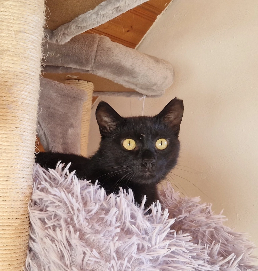 Uny, 2 Jahre, super als Zweitkatze