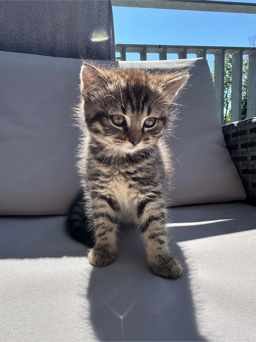 Babykatze zu verkaufen