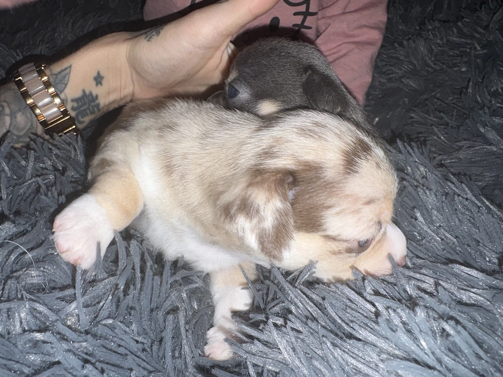 Einen wunderschönen reinrassigen Chihuahua Rüden 