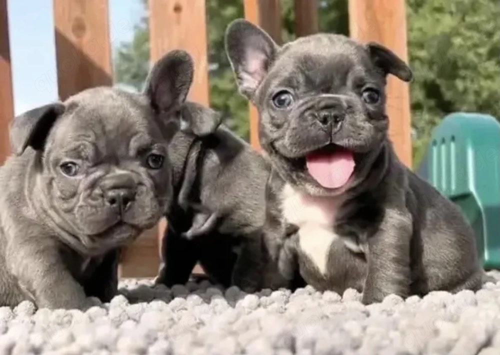 Super Französische Bulldoggen Welpen mit Papieren 